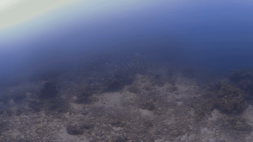Barracuda School Encounter
