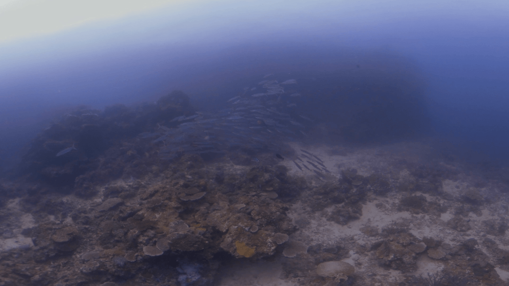 Barracuda School Encounter