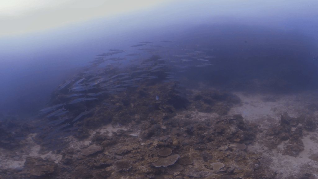 Barracuda School Emerges