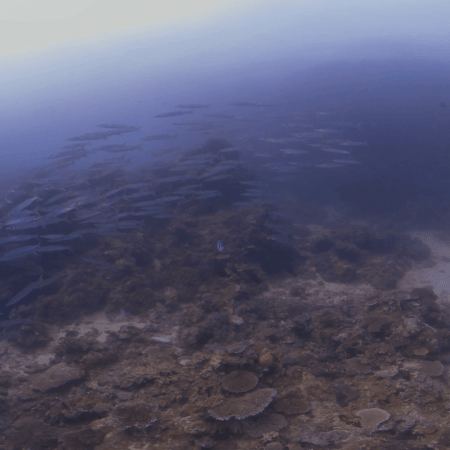 Barracuda School Emerges