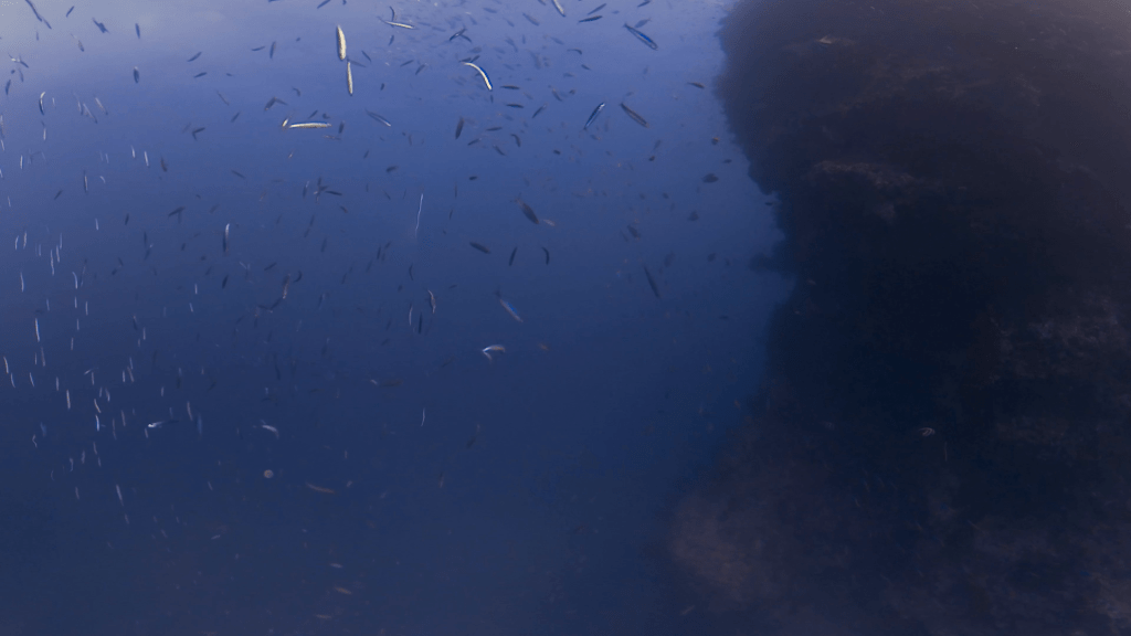 Pinnacle's Silver Cloud: Baitfish Swarm