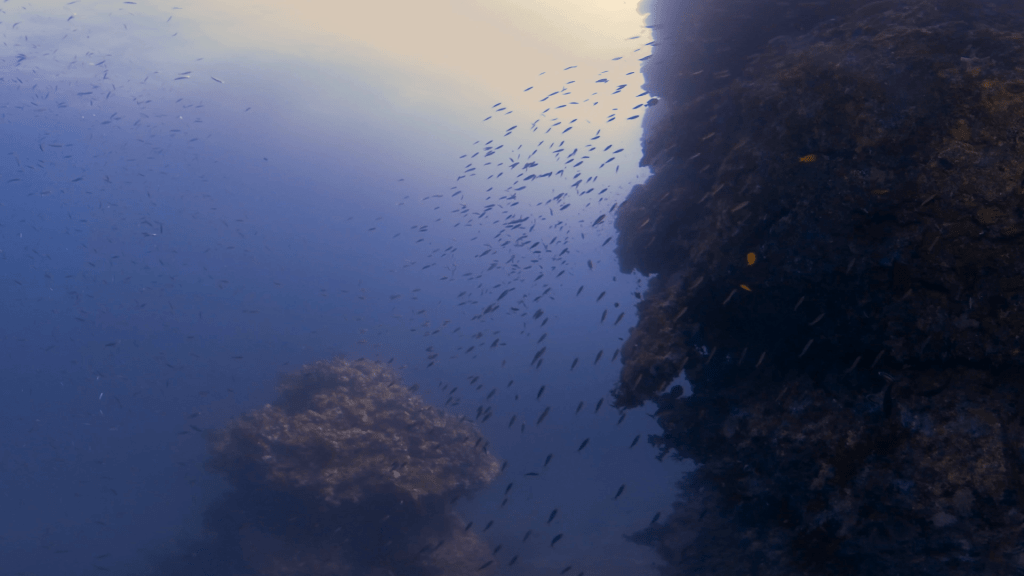 Pinnacle's Edge: Fish Swarm