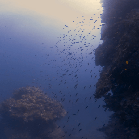 Pinnacle's Edge: Fish Swarm