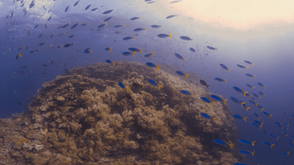 Fusilier Frenzy: Coral Pinnacle Ascent