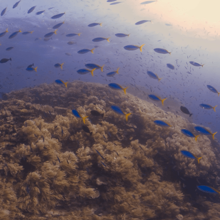 Fusilier Frenzy: Coral Pinnacle Ascent