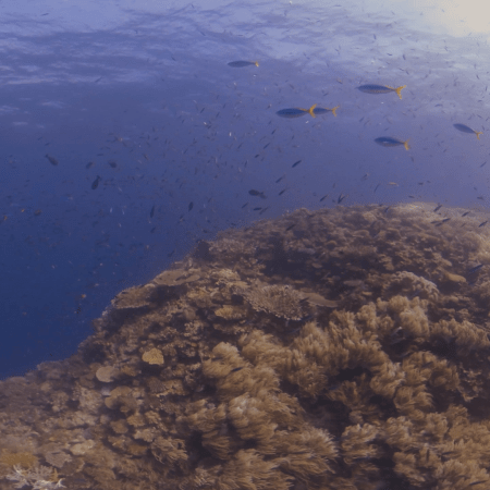 Coral Pinnacle Ascent