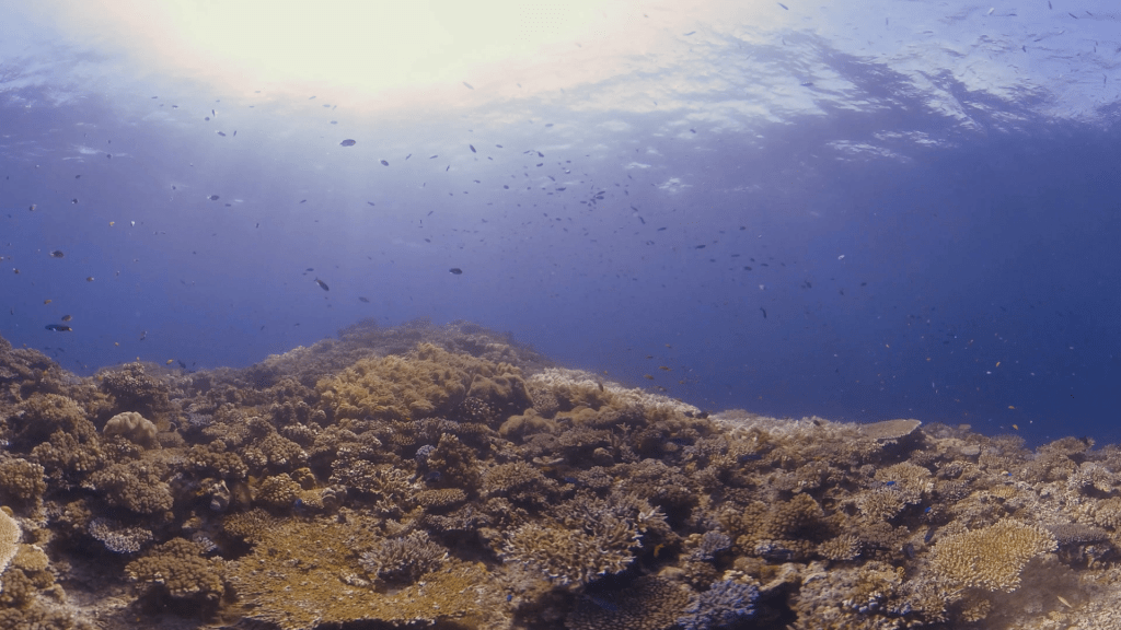 Coral Realm: Sunlit Reefscape