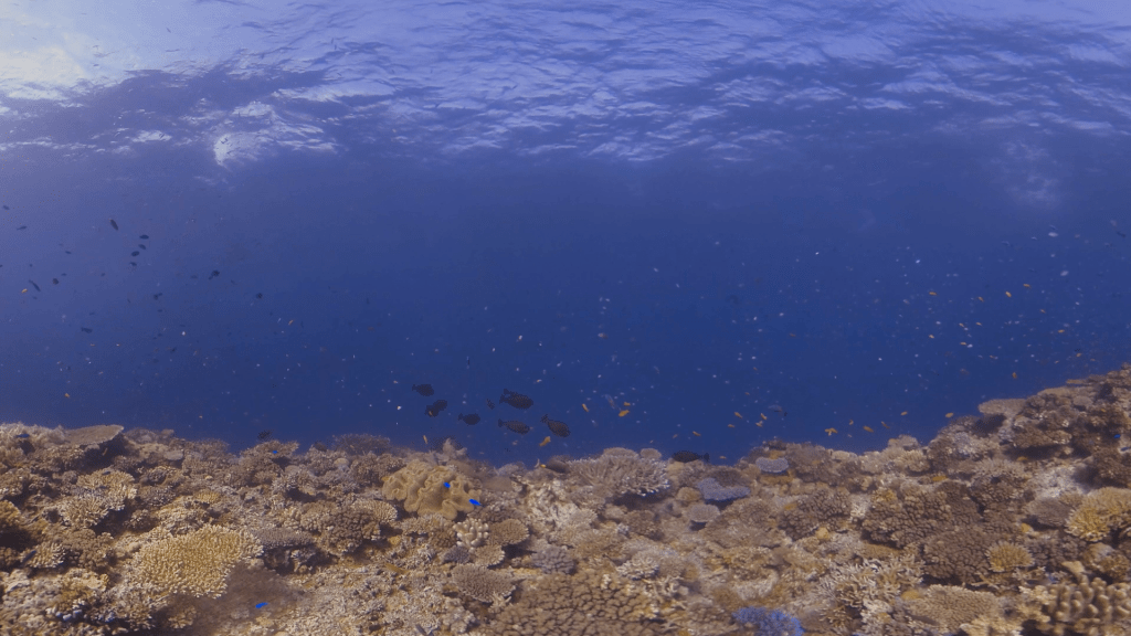 Coral Paradise: Reef Fish Haven