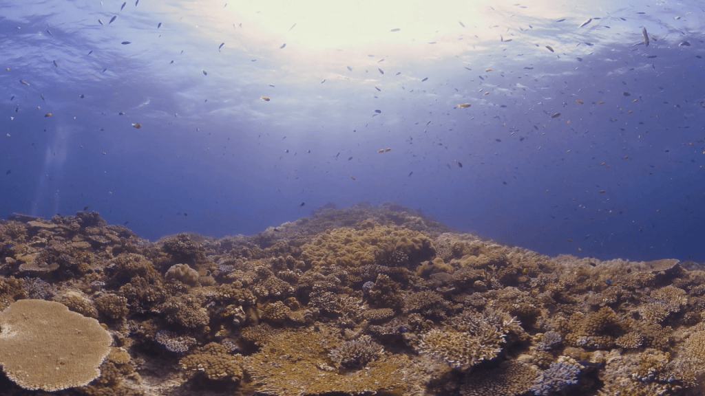 Sunlit Coral Realm