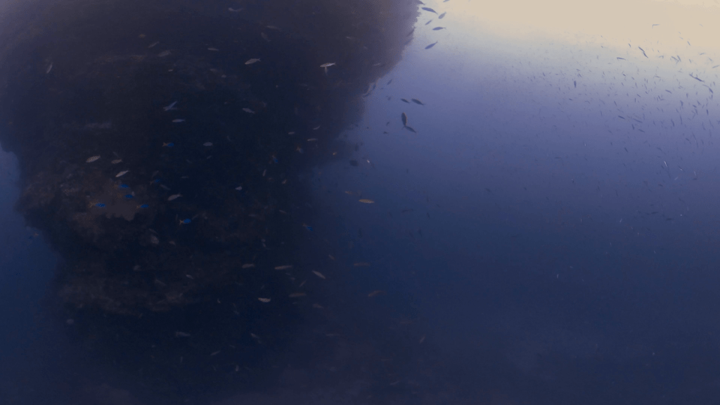 Pinnacle's Embrace: A Submerged Ecosystem