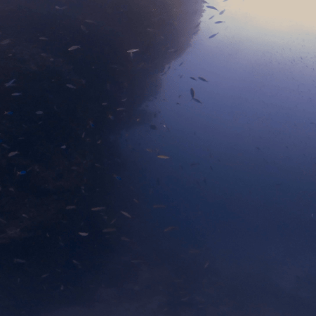 Pinnacle's Embrace: A Submerged Ecosystem