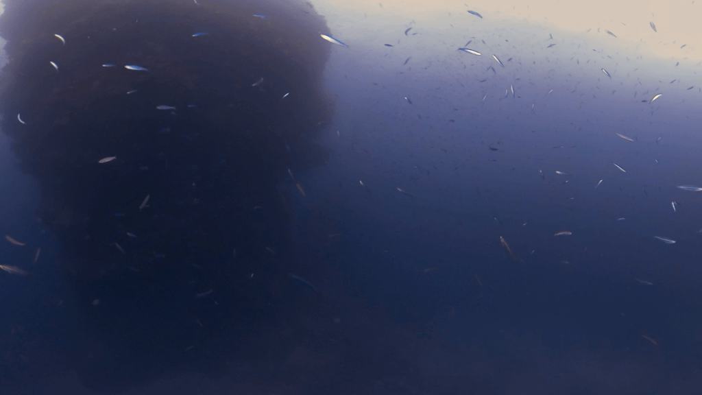 Bait Fish Swarm Around Pinnacle
