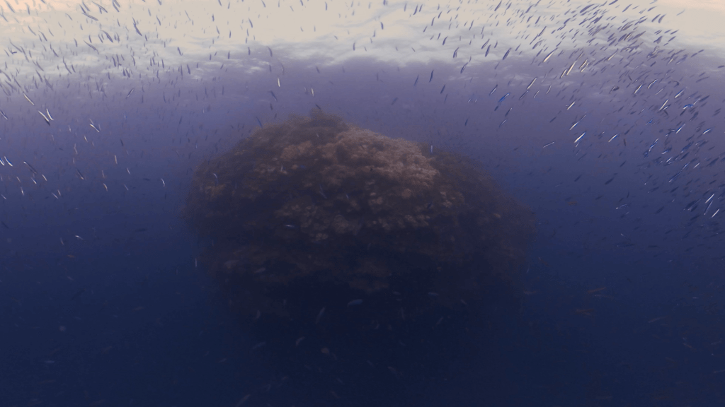Pinnacle's Baitfish Ballet