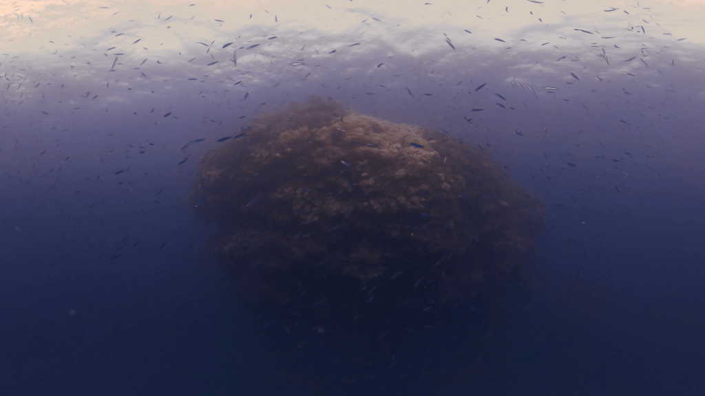 Pinnacle's Baitfish Ballet