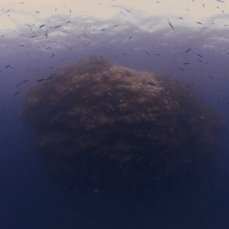 Pinnacle's Baitfish Ballet