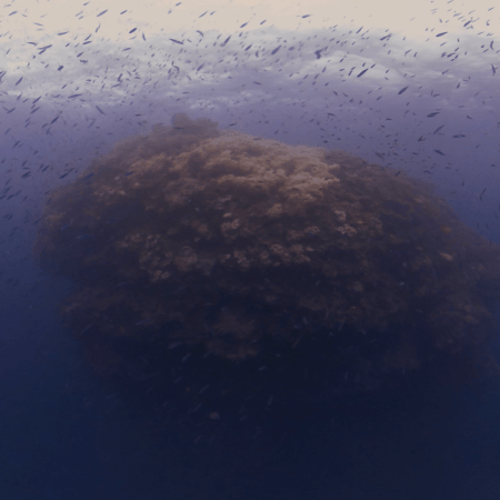 Pinnacle's Baitfish Swarm