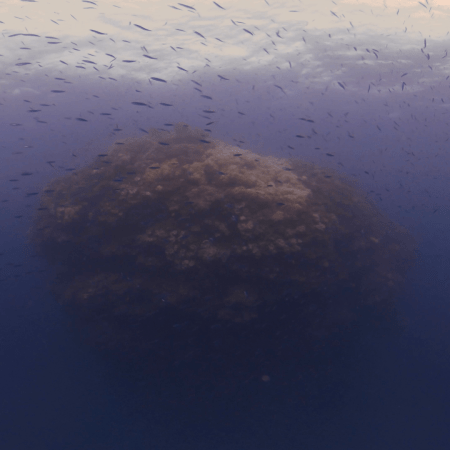 Pinnacle's Baitfish Ballet