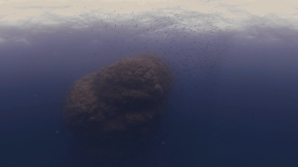 Baitfish Swarm Near Reef