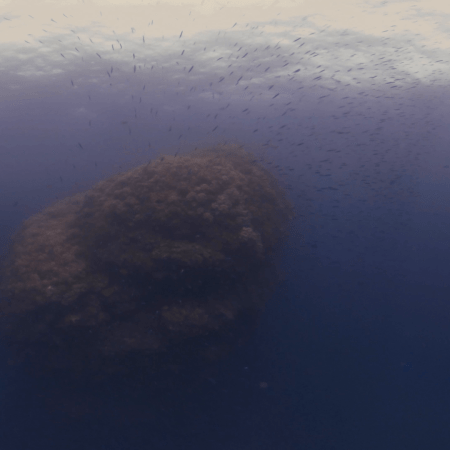 Baitfish Swarm Near Reef