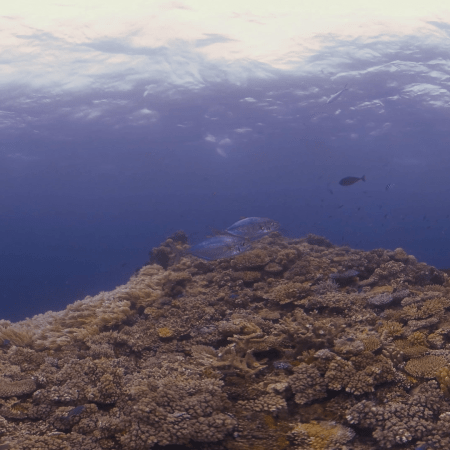 Trevalli's Coral Eden