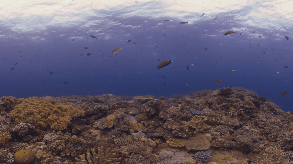 Coral Eden: Vibrant Reefscape