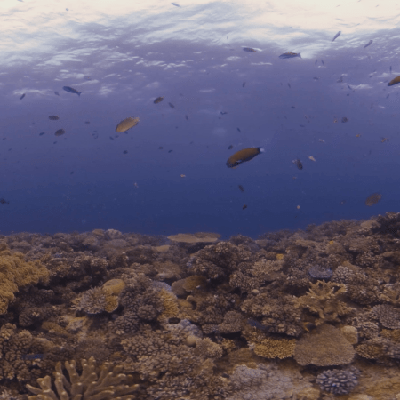 Coral Eden: Vibrant Reefscape