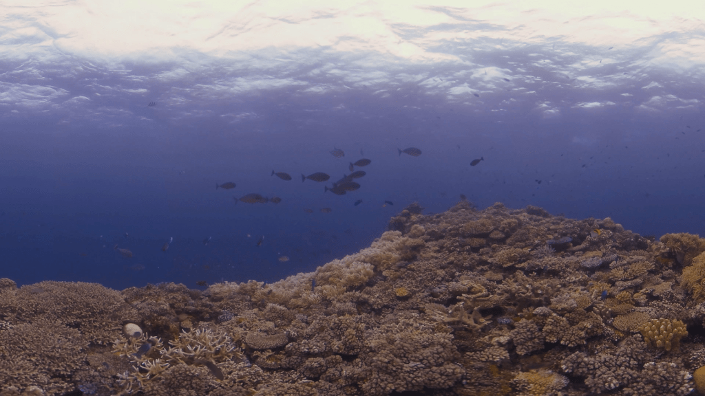 Vibrant Coral Garden