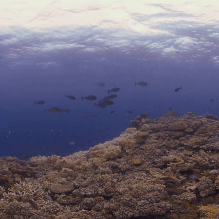 Vibrant Coral Garden