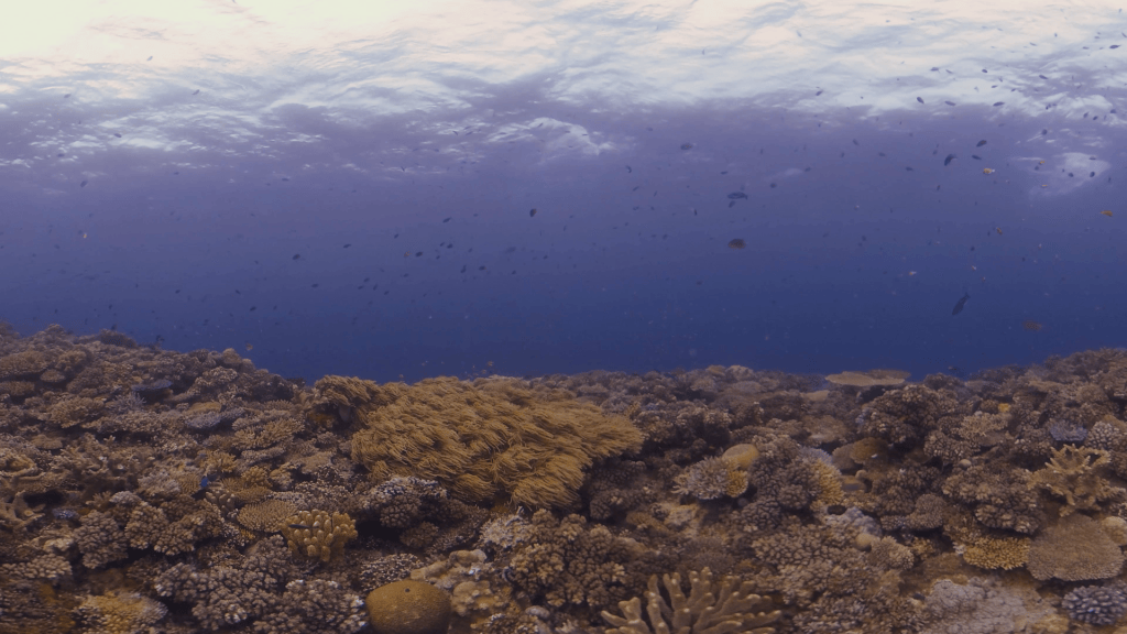 Vibrant Coral Reef Ecosystem
