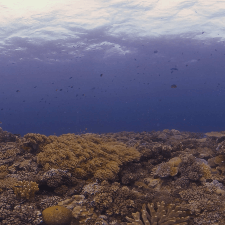 Vibrant Coral Reef Ecosystem