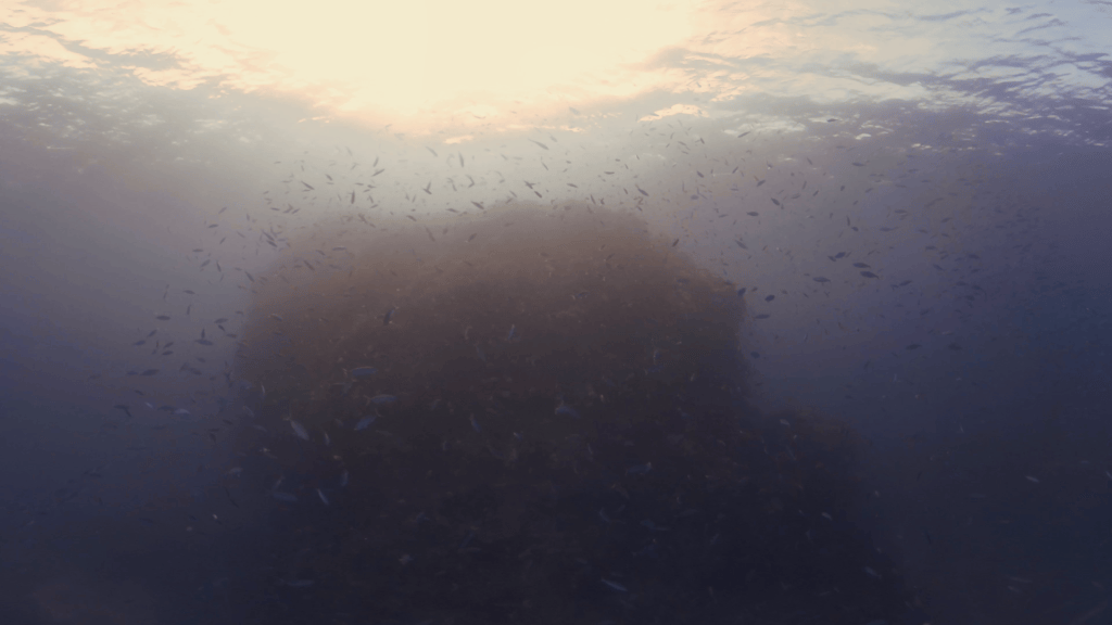 Pinnacle's Ascent: Fish School Panorama