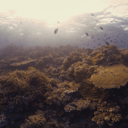 Sunlit Coral Pinnacle: A Reef Oasis