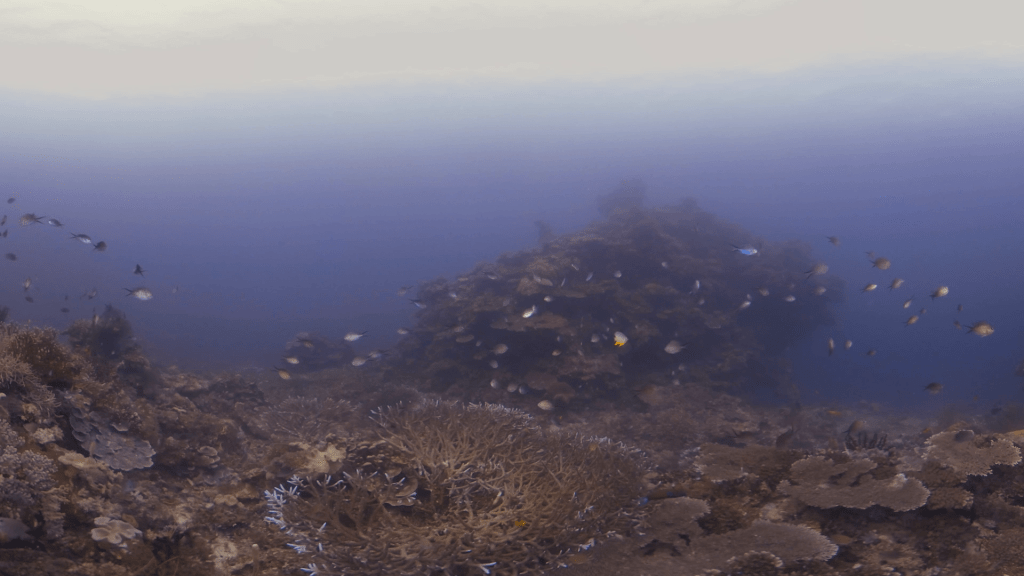 Reef Fish Haven
