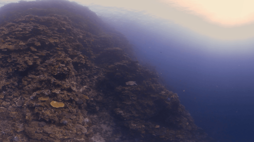 Turtle's Pinnacle Sanctuary