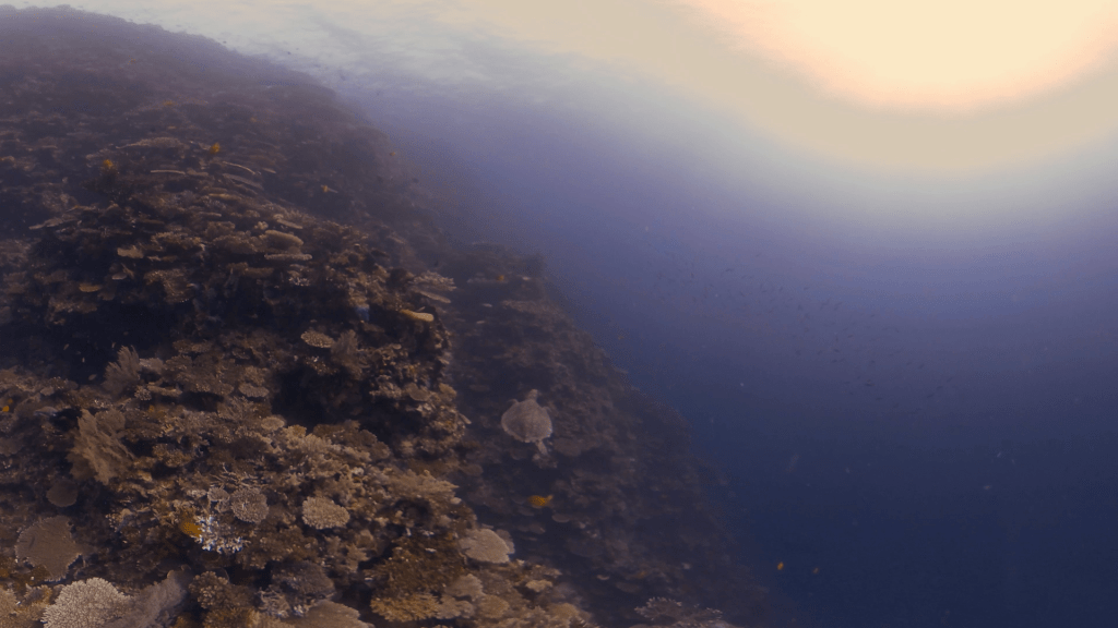 Turtle's Sunlit Pinnacle Journey