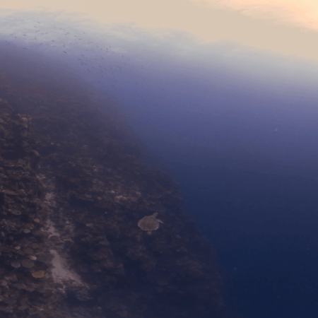 Turtle's Pinnacle: A Submerged Ecosystem