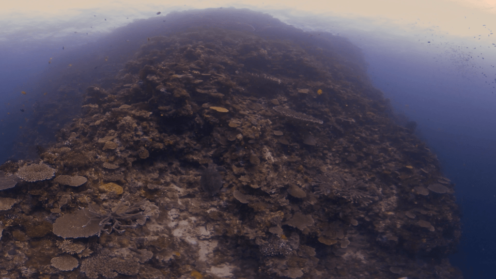 Coral Pinnacle with Turtle Rest