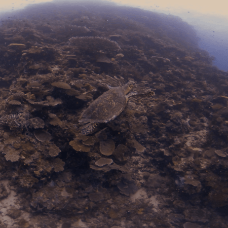 Turtle's Perch: A Coral Pinnacle Scene