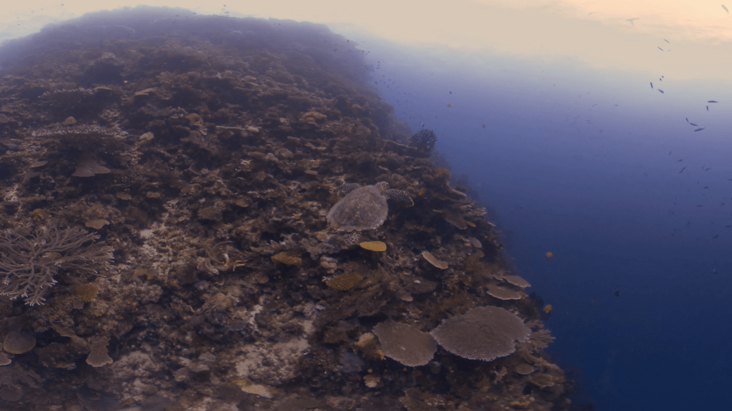 Turtle's Table Coral Pinnacle