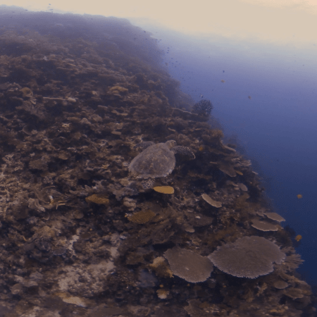 Turtle's Table Coral Pinnacle