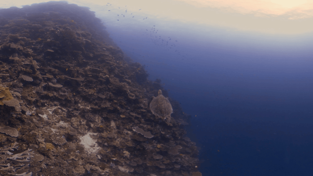 Turtle's Coral Ascent
