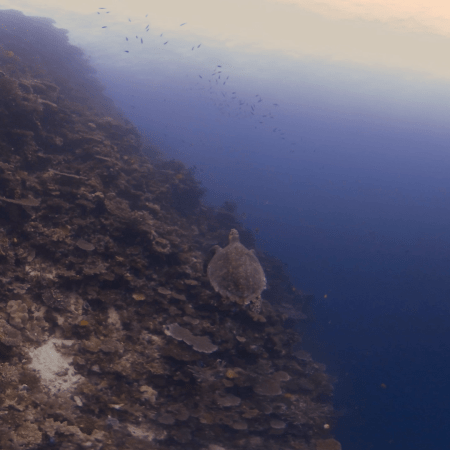 Turtle's Coral Ascent