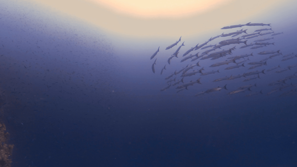 Barracuda Ballet: Ocean Swirl