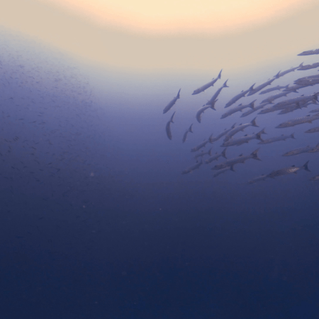 Barracuda Ballet: Ocean Swirl