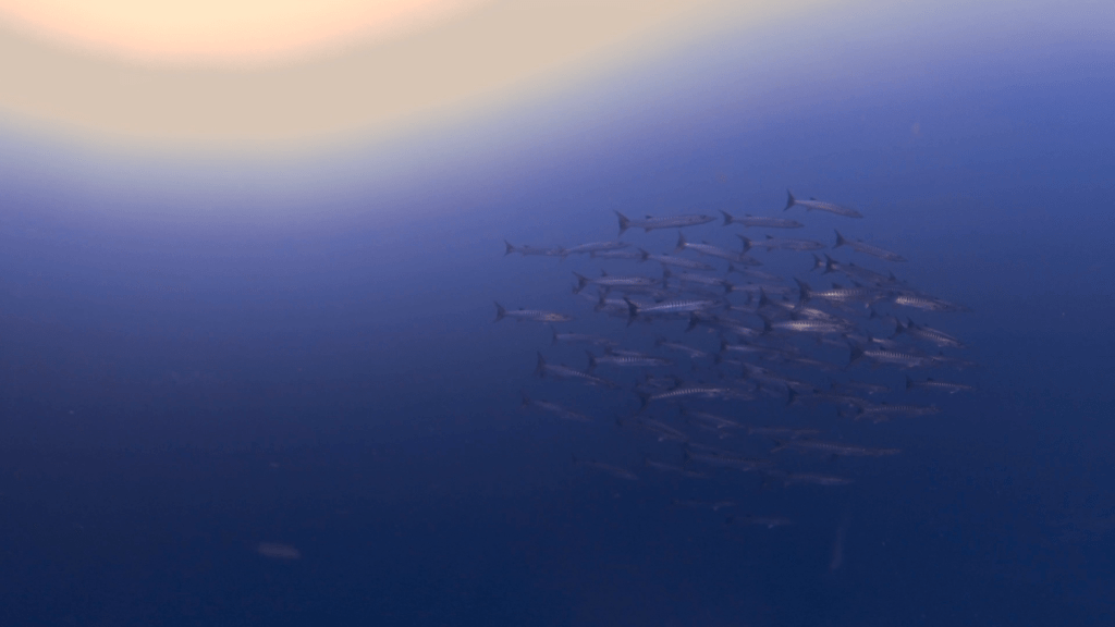 Barracuda School Encounter