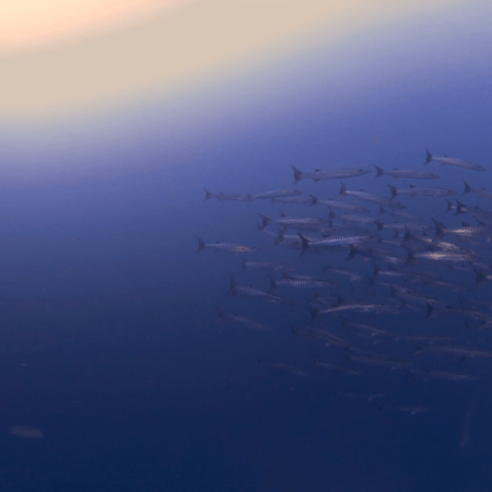 Barracuda School Encounter