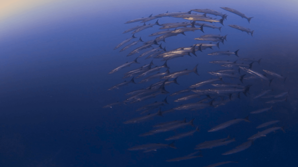 Barracuda Swarm: An Underwater Ballet
