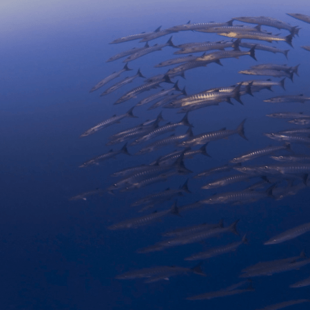 Barracuda Swarm: An Underwater Ballet