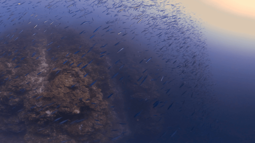 Bait Fish Swarm Over Reef