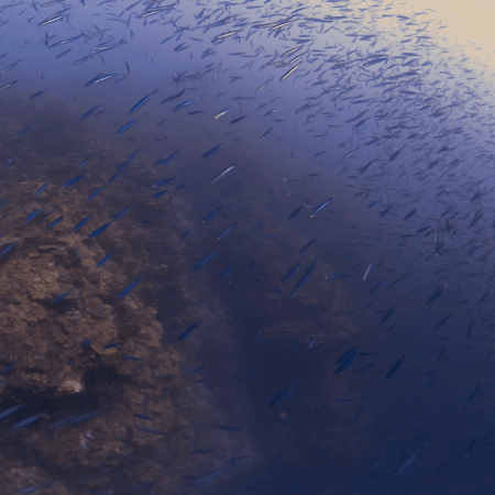 Bait Fish Swarm Over Reef